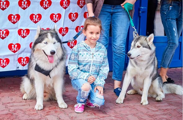 Спасённый кот на руках ветеринара